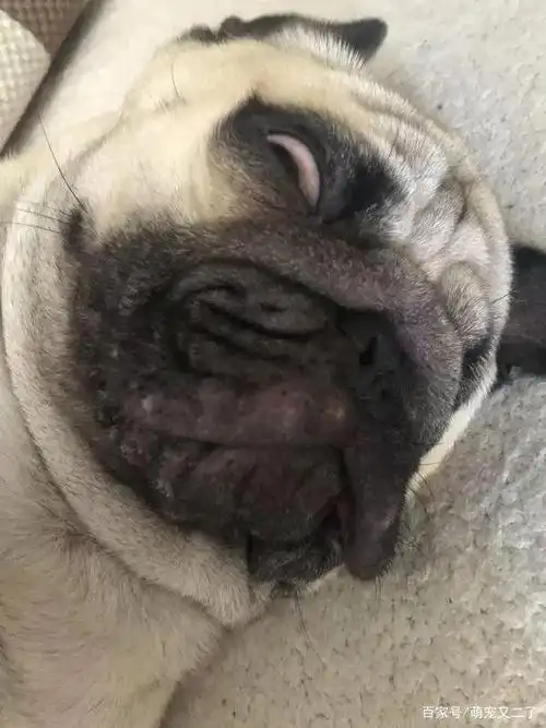 看完这些狗,晚上看恐怖片都不觉得怕了