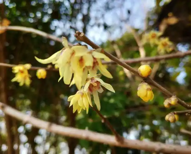 腊梅,你喜欢素心还是荤心?