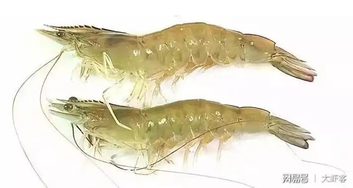 白对虾基围虾和明虾区别图三种不一同种类的虾
