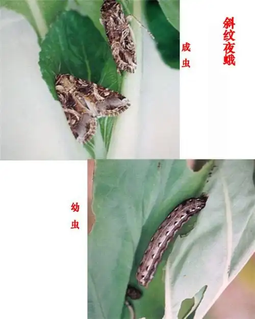 园林害虫检查与识别目测方法论文