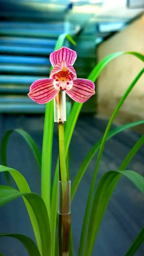 云南保山宽叶莲瓣兰部分铭品介绍