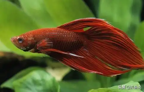 马尾斗鱼