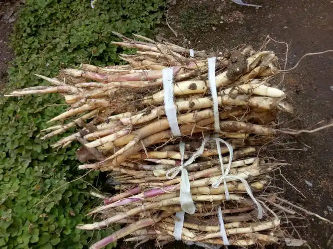 微山湖野生高杆芦苇根