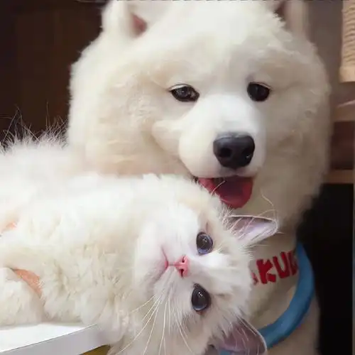 喜欢的𝗪𝗲𝗖𝗵𝗮𝘁情侣头像!!