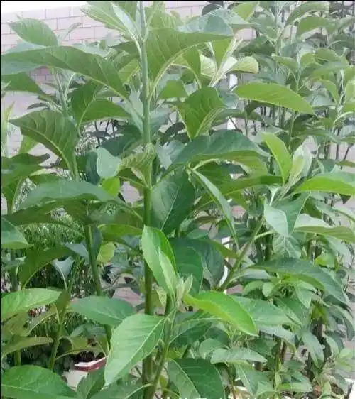 传说中的抗癌神品扁桃斑鸠菊南非叶植物非试管高效快繁南非叶