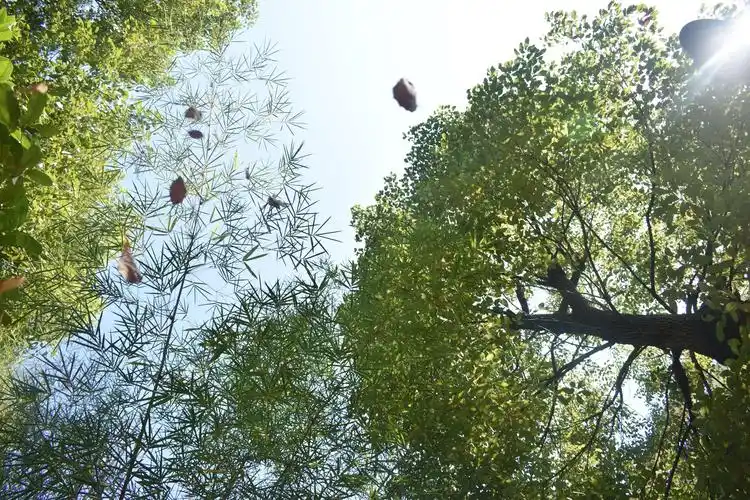 叶子黄了,秋风一吹落叶纷纷落下,像一只只蝴蝶在飞舞.