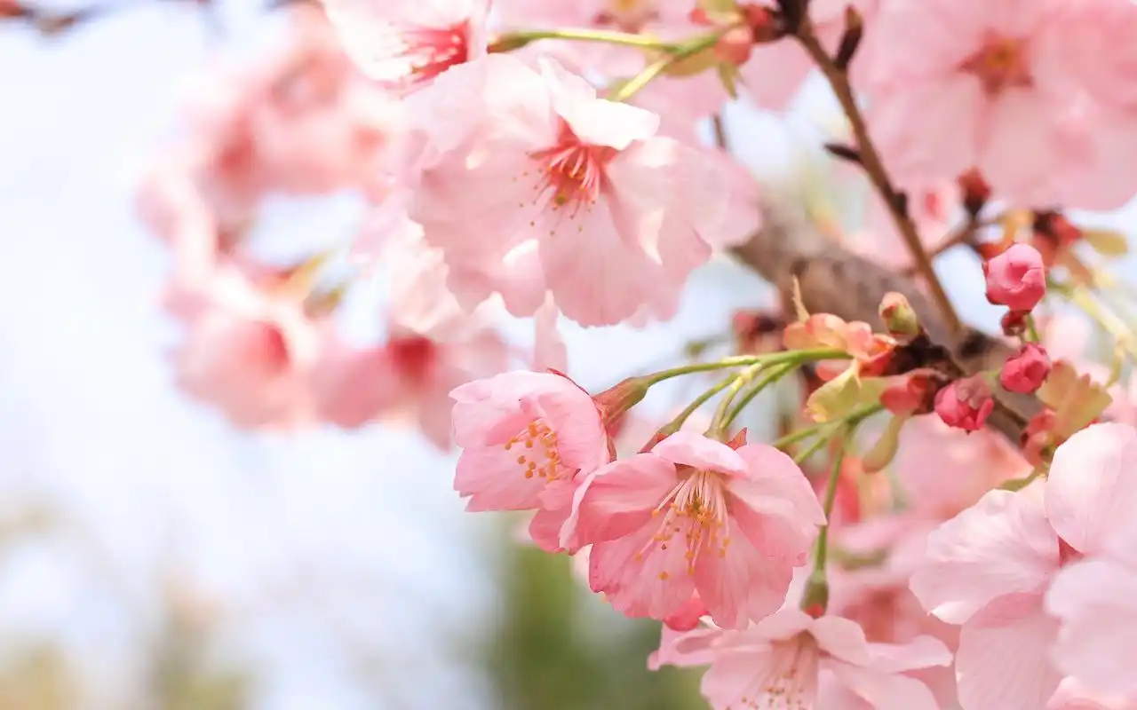 粉嫩早樱唯美高清桌面壁纸,植物壁纸,花卉,植物,高清,樱花,壁纸,1920x