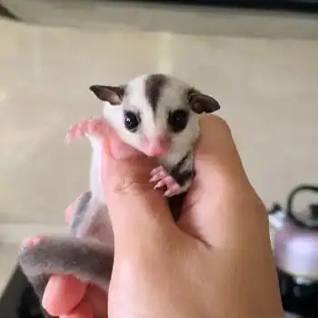 活体蜜袋飞鼠蜜袋鼠蜜袋鼬活体蜜袋鼯幼崽蜜袋鼯奶粉蜜袋鼯粮食蜜