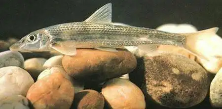 郑州黄河里这条鱼名字叫什么