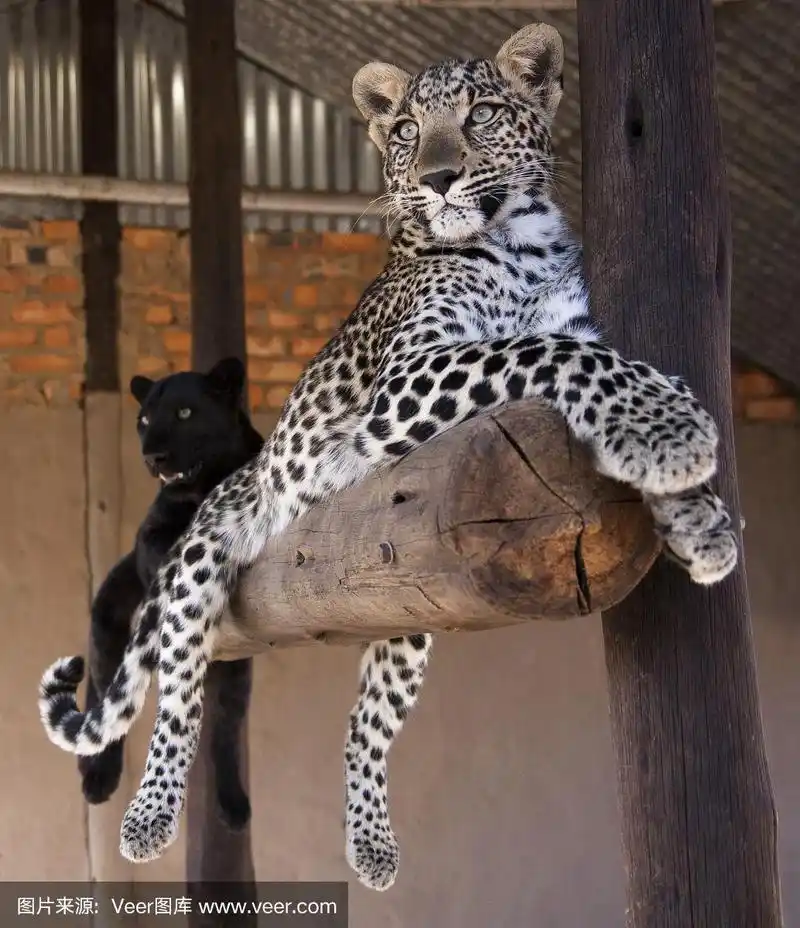 美洲豹,黑色,豹幼崽,黑豹,垂直画幅