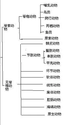 两栖动物和什么是对应的?(动物的分类)