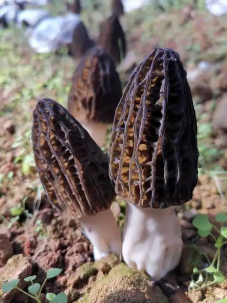 填补技术标准空白六妹羊肚菌规范化栽培规程4月15日实施