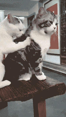 224_397gif 动态图 动图