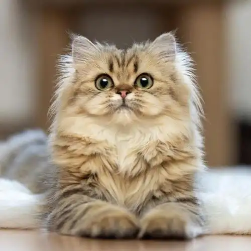 萌宠#软萌可爱的小猫咪,这个颜色也是非常的有个性~0596