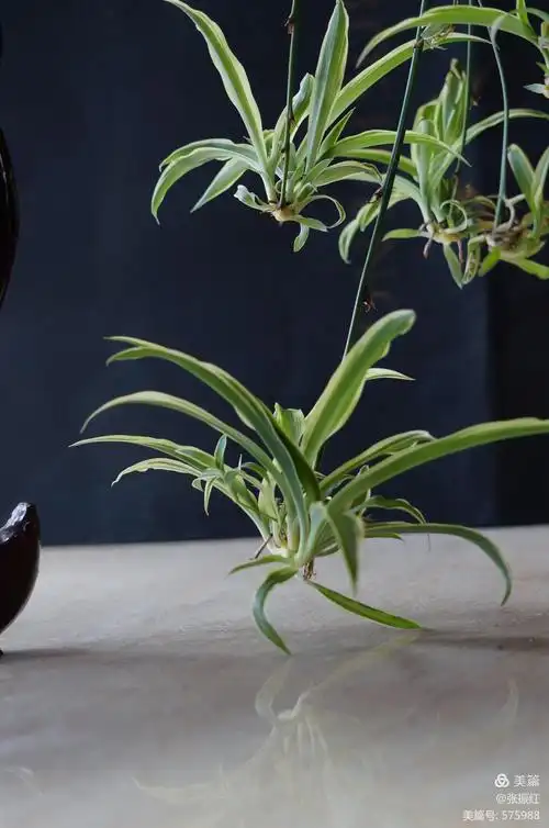 摄影之路系列(一)吊兰的魅力