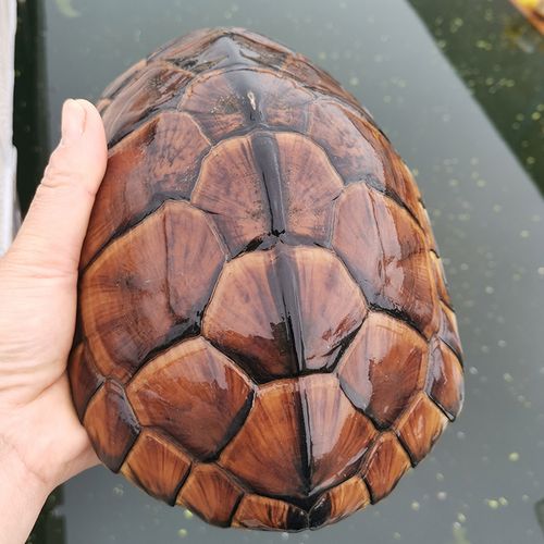 正宗越南石金钱龟大龟黄喉龟金钱乌龟活物外塘冷水全品包活送龟粮