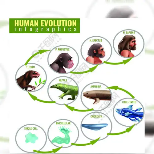 infographics从单细胞到在白色背景传染媒介例证的智人人类进化图表