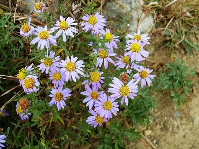 p>紫花野菊 chrysanthemum zawadskii herbich 别名:紫花野菊 山菊