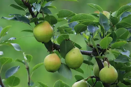 九月的凤城大梨树