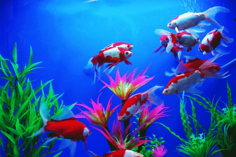 800_533gif 动态图 动图