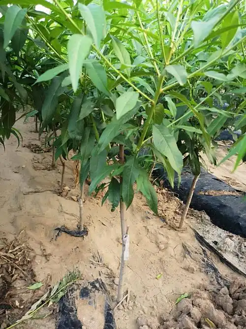 供应大厅  种子种苗  桃树苗  商品详情 公司介绍:本基地位于美丽的