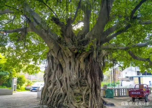 福建一百年"神树"曾险些被砍,如今腹里藏有神庙,引无数人参拜