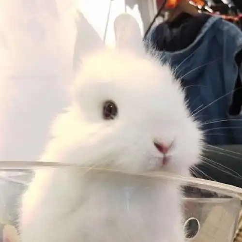 求这张兔子头像或者类似的兔子头像万分感谢