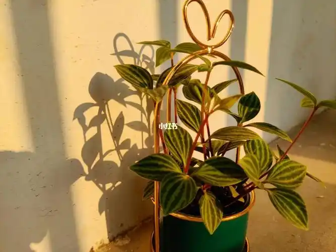 阳光,夜晚星辰相伴……然后去河街买了别人推荐的小香气,也叫小甜角