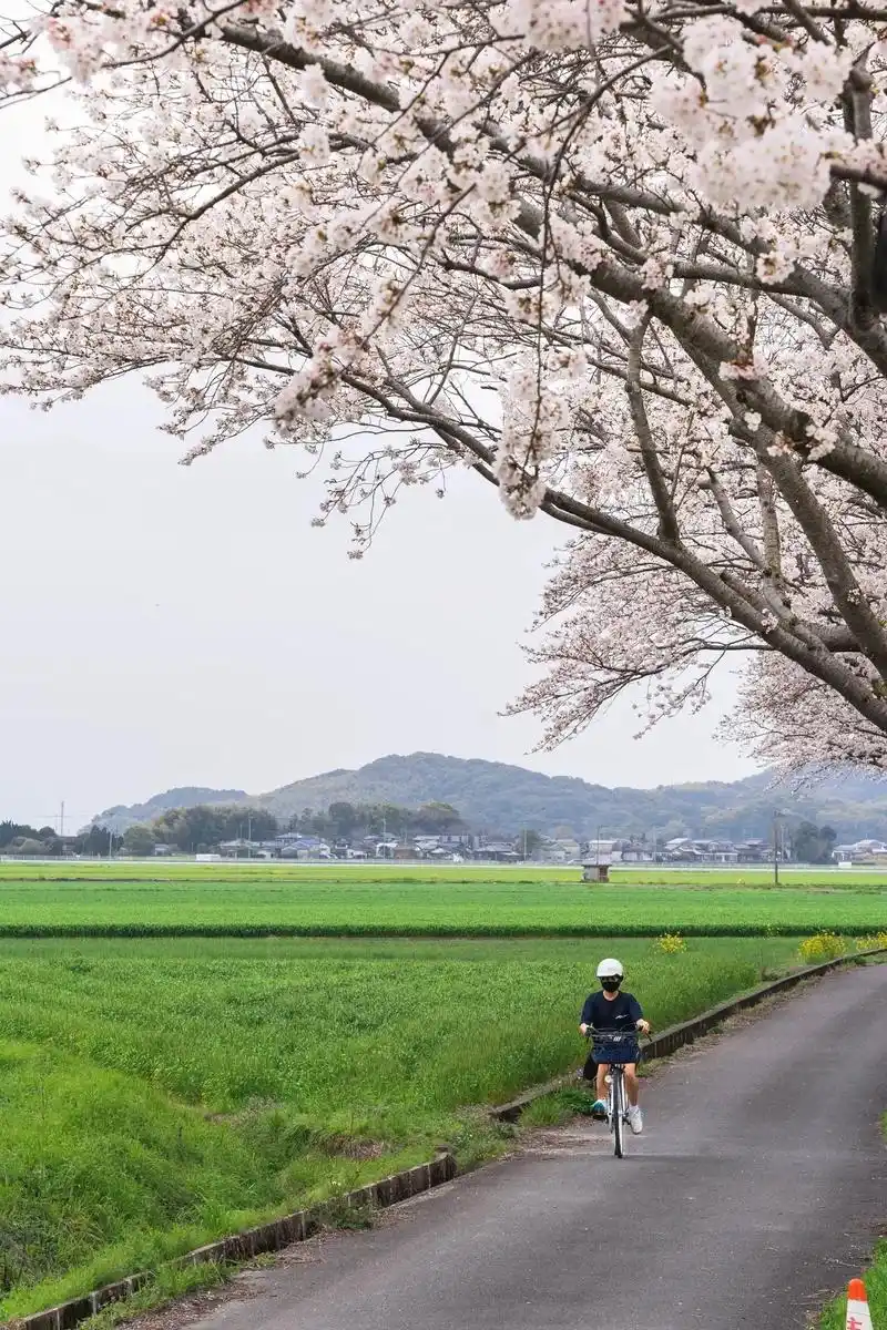 日本樱花季94|樱花树下.日本九州的樱花进入满开期,樱花季的 - 抖音