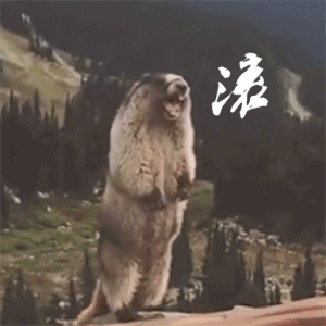 土拨鼠的搞笑动图表情包