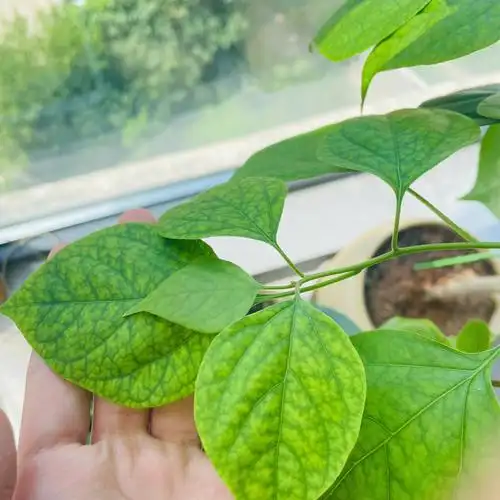 求助各位大神三角梅新长的叶子