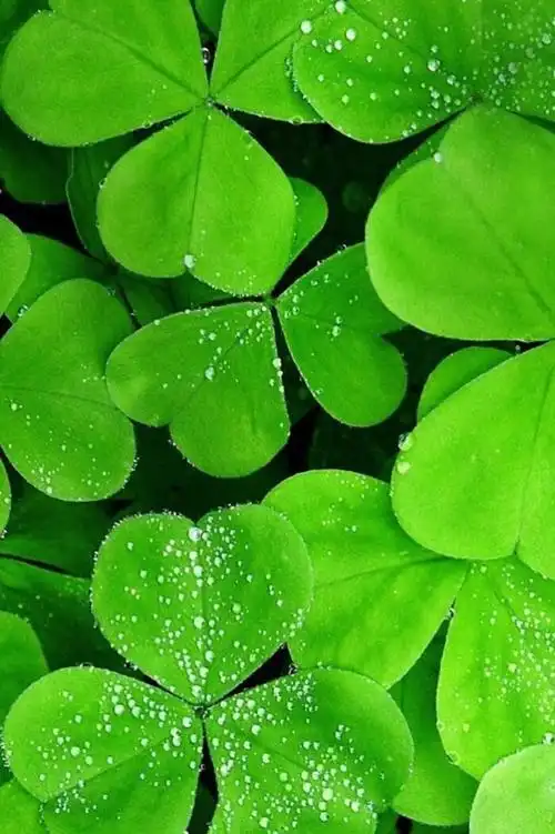 【收藏】护眼壁纸聊天背景高清微信护眼图,选一张当聊天背景图吧!