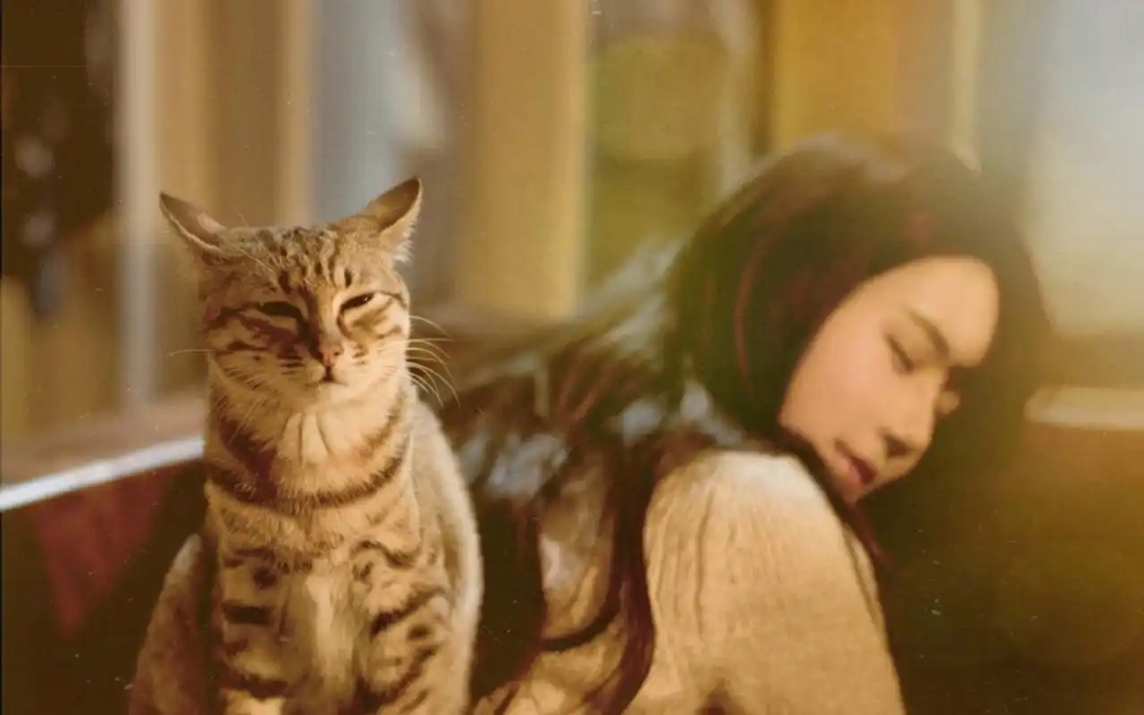 私房猫咪少女唯美高清桌面壁纸