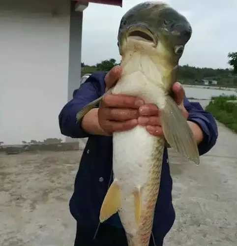 钓上一条"寿星鱼",老丈人想挖坑埋了,女婿却坚持放生
