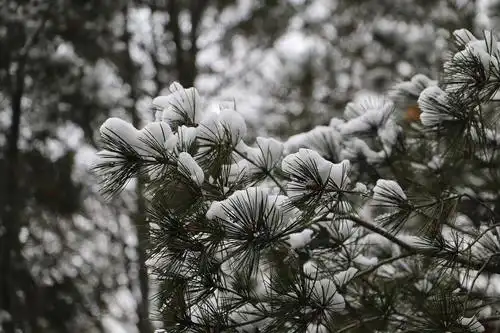 被雪覆盖的树