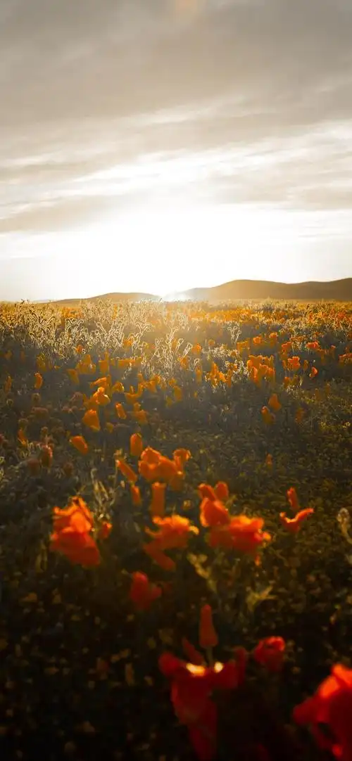 手机壁纸:高清绝美,每一张都很惊艳「50张」