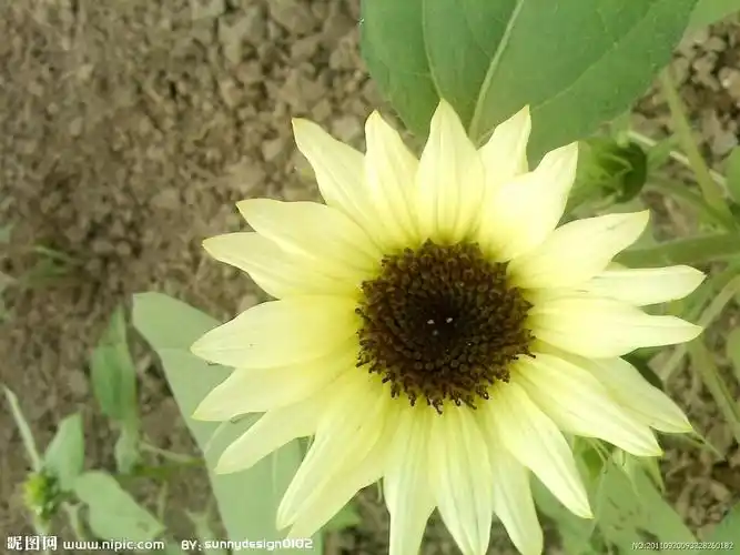 白色向日葵图片