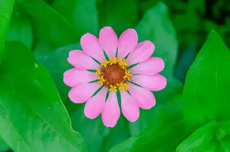 粉红色的花与绿叶背景照片