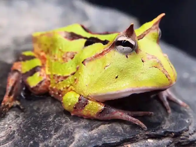 绿霸王角蛙,450元