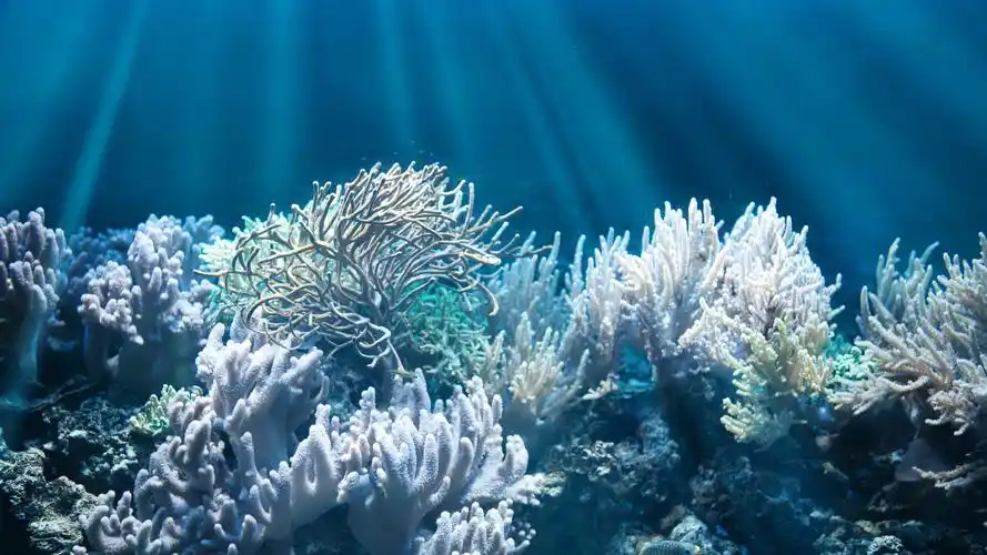 壁纸 海,珊瑚,水下,鱼,光线