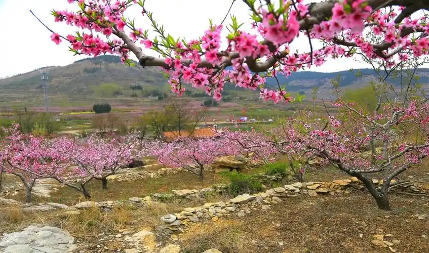 山水下村桃花美