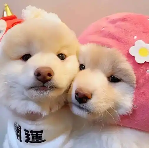 头像|傻不愣登363436373039可爱憨憨头像 676767