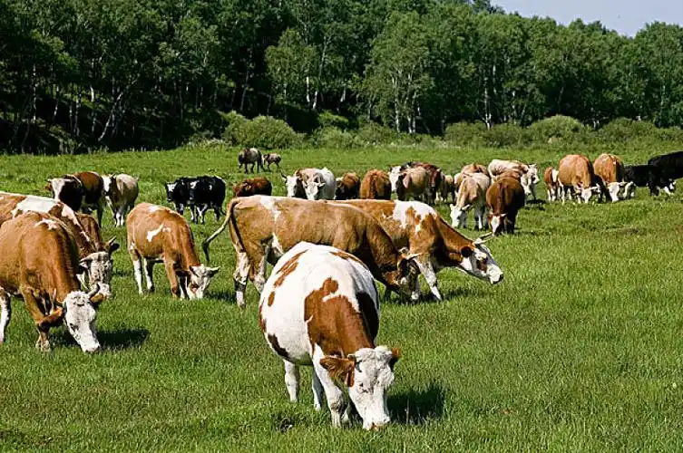 牛群图片_牛群高清图片_全景视觉