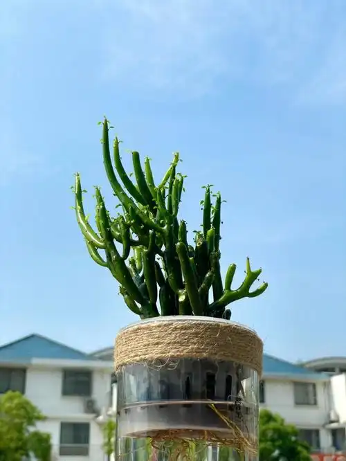 no22每日一棵水培植物膨珊瑚