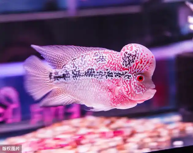 你就养罗汉鱼,简单五点就养好花罗汉鱼