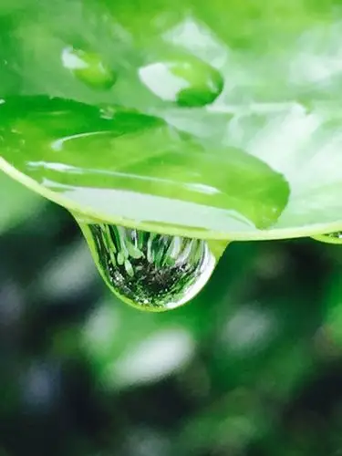 喜欢这晶莹剔透的水珠,带着清澈,透着灵气.