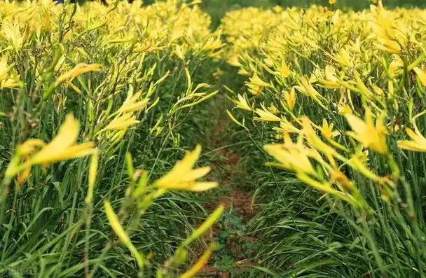 萱草植物名黄花萱草.别名金针菜,黄花菜.