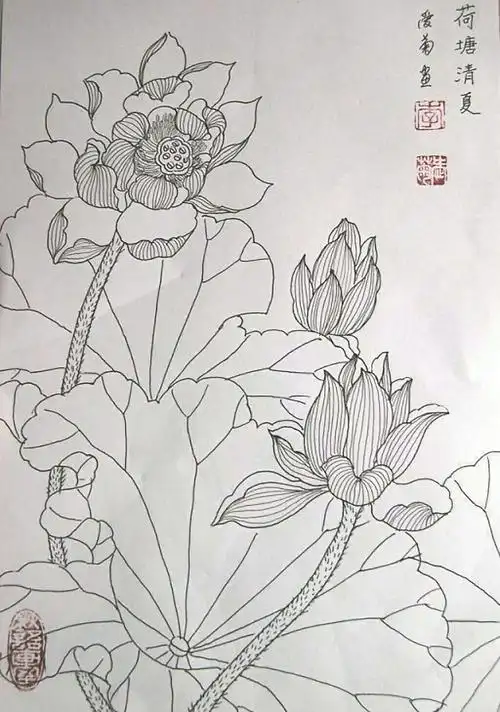 李爱菊画白描荷花
