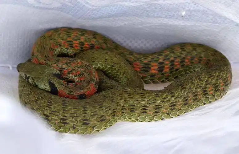 赤峰一办公楼内惊现大蛇森林公安紧急排险