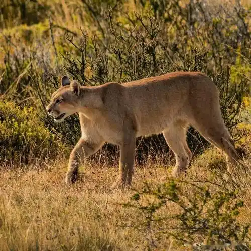 智利"大猫"美洲狮,正在等待你的召唤!_生活